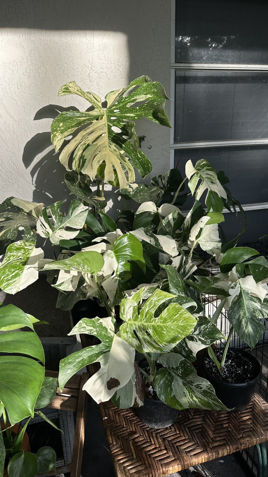 Monstera Albo