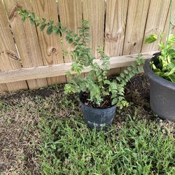 Crepe-Myrtle plants white flowers