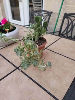 Suculenta Y Cactus2 En Una Maceta