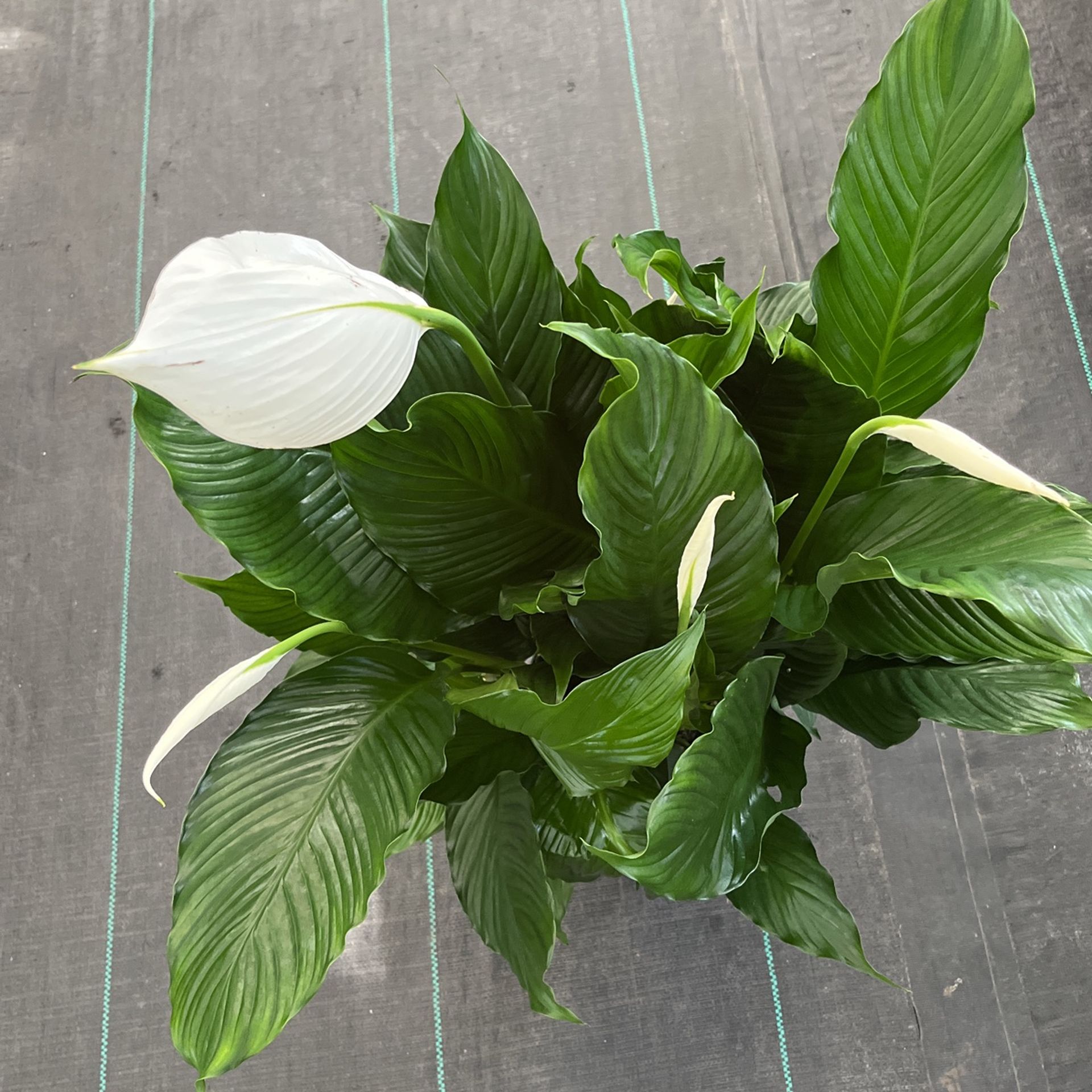 Flowering Peace Lily On a 8 Inch Pot