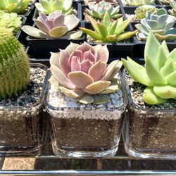 Succulent and Cactus plants, Arrangements, Centerpieces and Hanging Baskets 