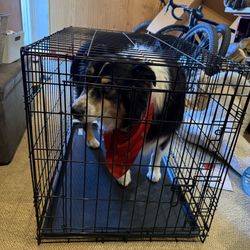 Large Dog Crate