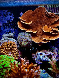 Plastic monti decoration