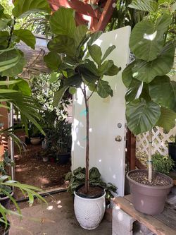 See description***Live plant ~6.5ft super healthy fiddle leaf; ceramic pot not included; 95820
