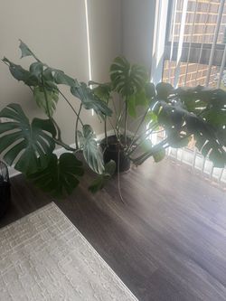 Large Monstera Deliciosa Live Plant