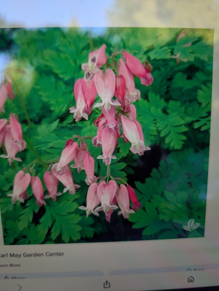Shade Garden Bleeding Hearts Plants. $5 Clumps
