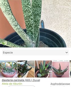 Gastaría carinata