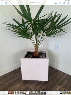Windmill Palm. In Square Planter. $75