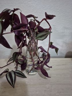 FREE PLANT  Pick up Upland