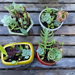 Succulent In Ceramic Containers