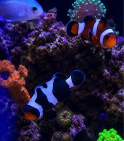 Fake clown fish decor