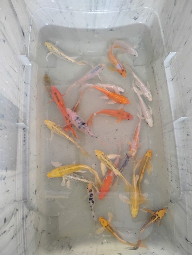 Koi Pond 