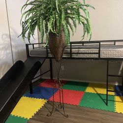 Large Plant 