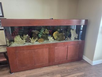 Salt water tank set up