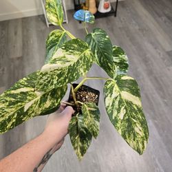 Epipremnum Yellow Flame 