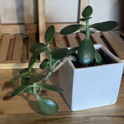 Assorted Houseplants