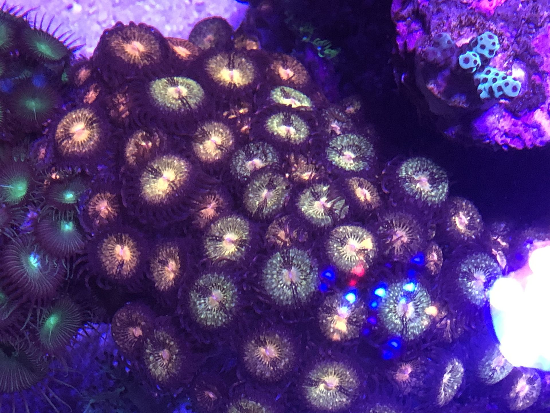 Pandora zoanthid coral colony