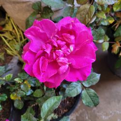 Rosa's Flor Grande  Ebote  De 5 Galones