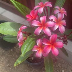 Rainbow Plumeria