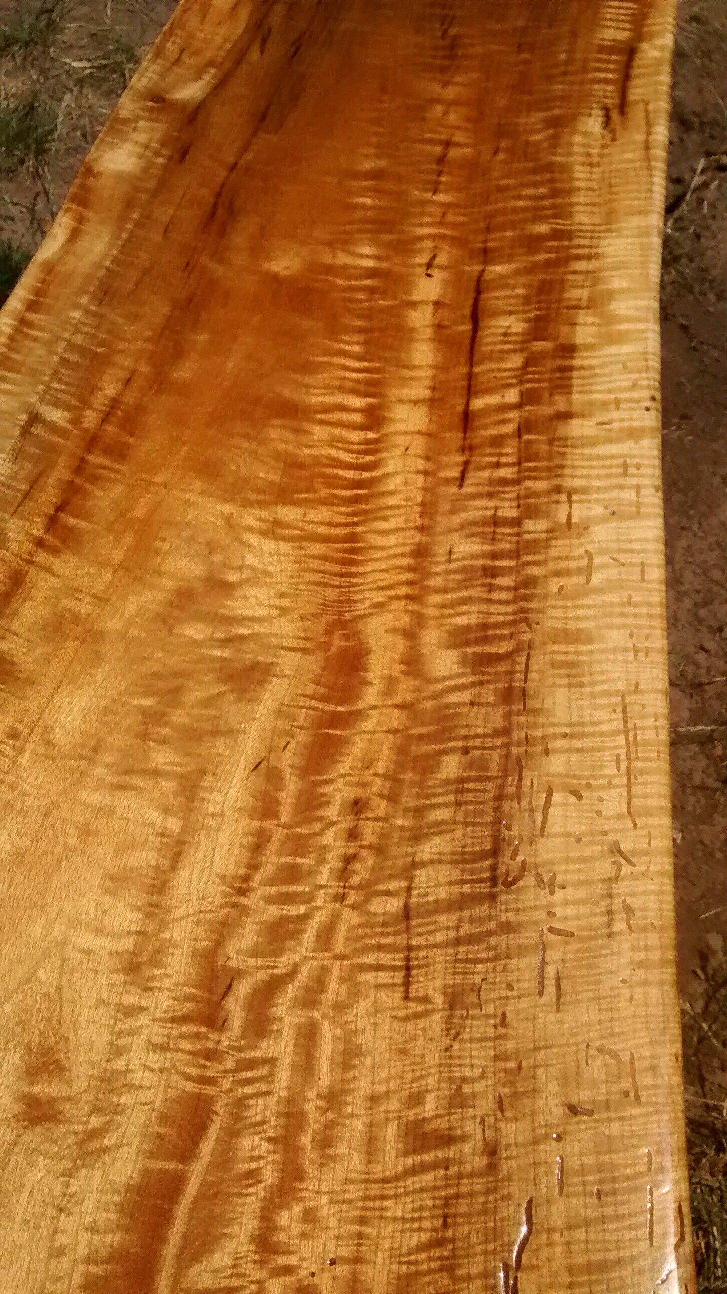 Curly Myrtle wood wall slab
