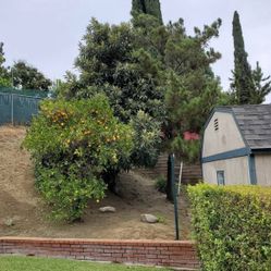 Trimming Tree 