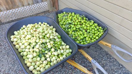 FREE apples livestock feed