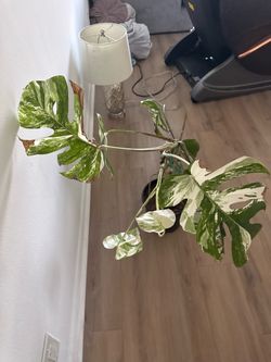 Monstera plant