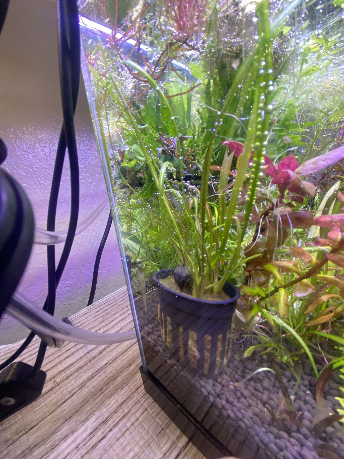 Aquarium / Aquatic Plants For A Fish Tank
