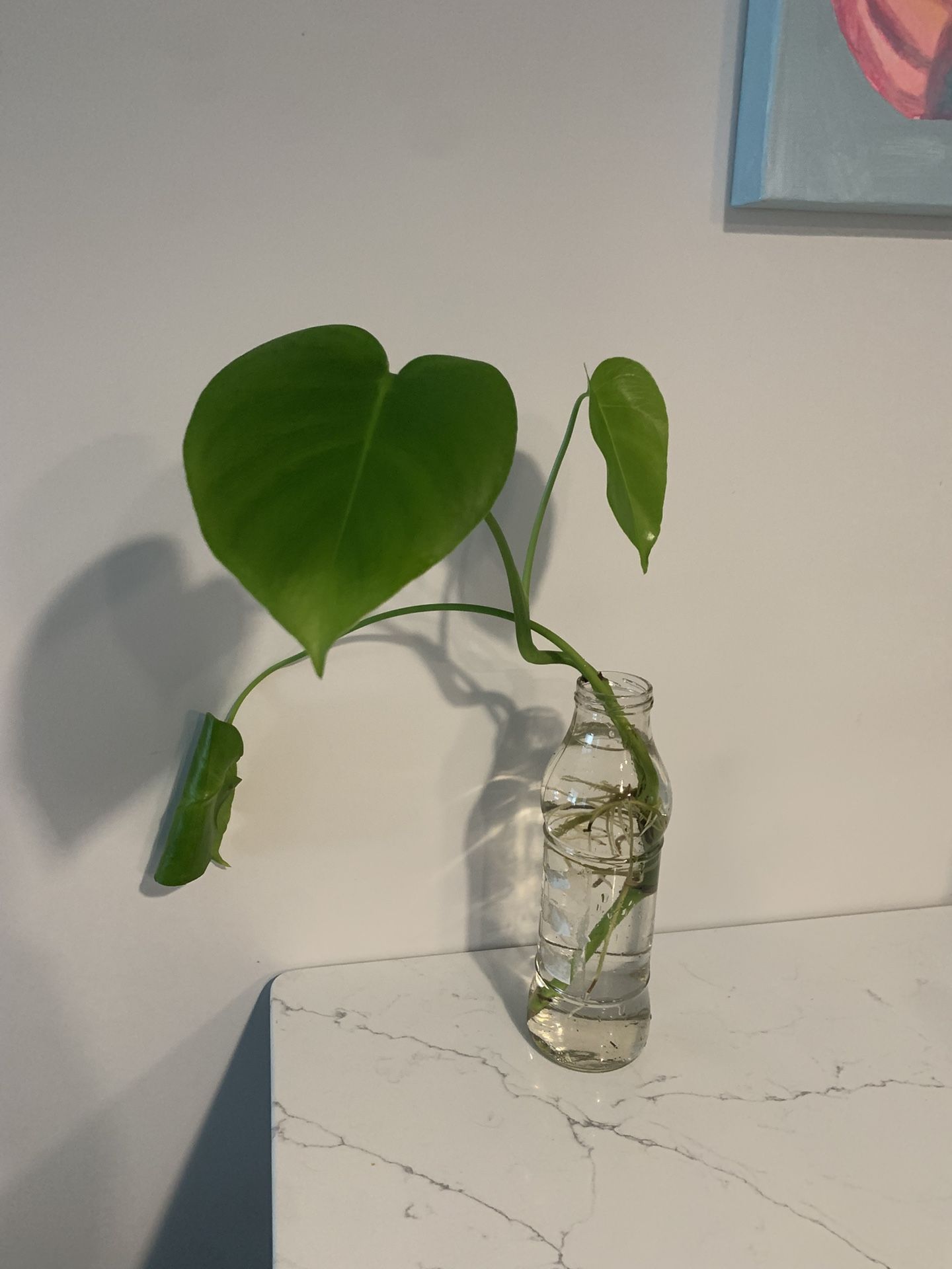 Monstera cutting
