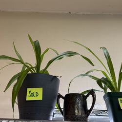 Beautiful Spider plants ,  Portland SE139Th / Ellis