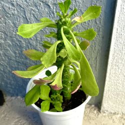 Euphorbia  Guentheri   Plant  