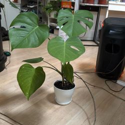 Monstera Plant In 6 Inches White Pot