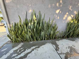 Snake plant