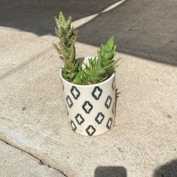 Succulent In A Pot 