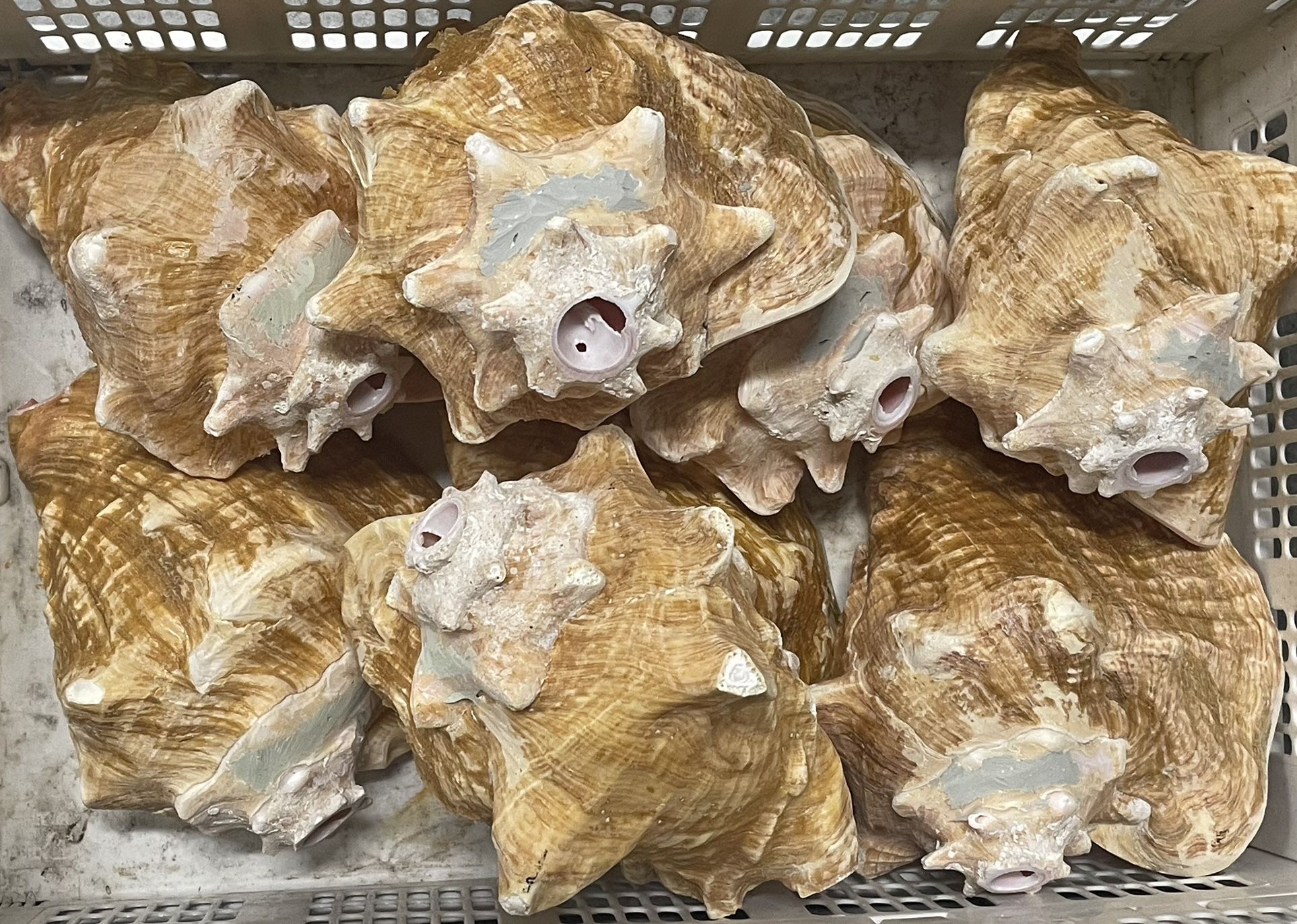 Conch Shell Horn Ocean Trumpet