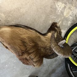 💥 Ram Taxidermy