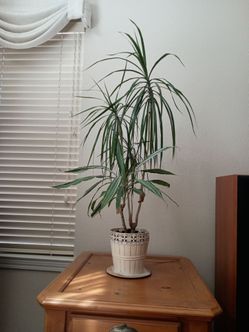 Plant