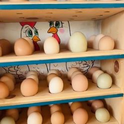 Egg Holder Custom Made Holds 60 Eggs