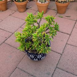  Gollum JADE PLANT- Crassula Ovata IN BLUE WHITE FLORAL CERAMIC POT 