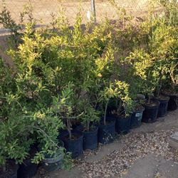 Pomegranate Fruit Tree