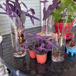 Indoor Or Out Doors Plants In Soil Or Water Roots Or No Roots