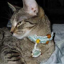 Cat Collar
