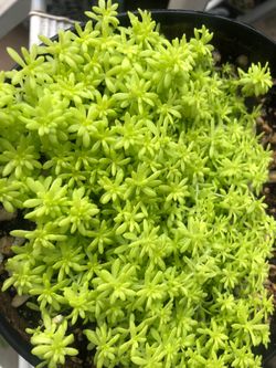 Suculenta
