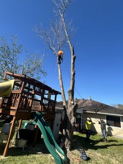 trees. arboles. cut. removal