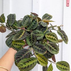 Red Maranta Plant 6" Pot - Indoor House Plants