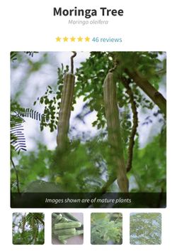 Moringa seeds (10 )pieces for $ 18.00 dollars