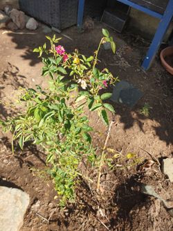 Tiny roses