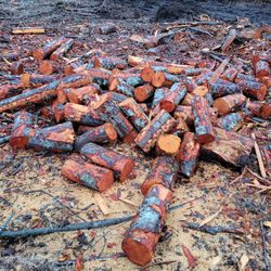 Alder And Cherry Firewood Rounds