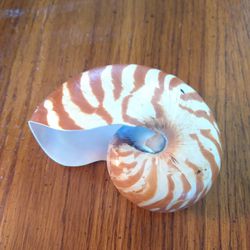 Vintage Tiger Stripe Chambered Nautilus Shell 