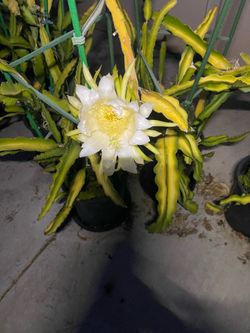 Dragon Fruit Plant